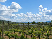 Tenuta Cassia Vetus (Luxe appartementen)